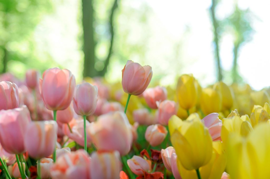loratu tulipanes rosas amarillos